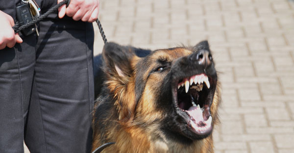 Leasing of security dogs